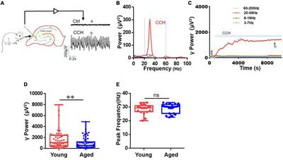 Activation of Dopamine 4 Receptor Subtype Enhances Gamma Oscillations in Hippocampal Slices of Aged Mice